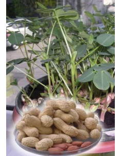 ARACHIDE DA SEME GR.500 Miglior Prezzo