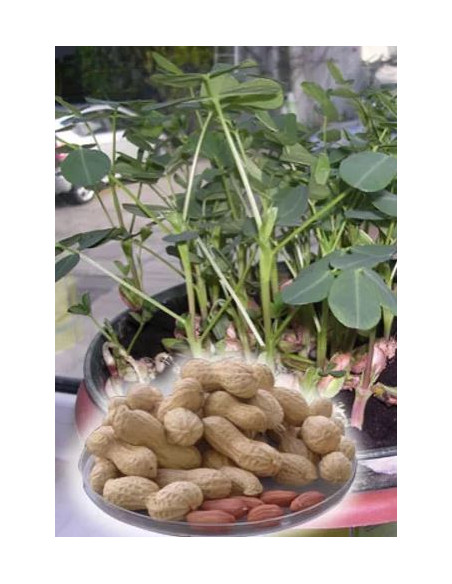 ARACHIDE DA SEME GR.500 Miglior Prezzo