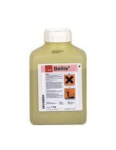 BELLIS KG.1 Miglior Prezzo