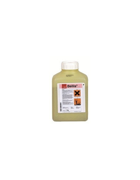 BELLIS KG.1 Miglior Prezzo