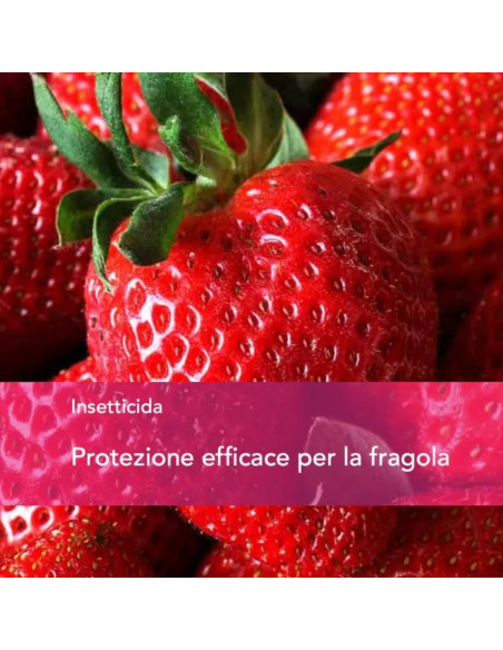 BENEVIA 2024 LT.1 Miglior Prezzo