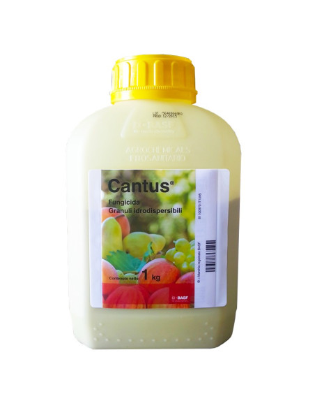 CANTUS KG.1 Miglior Prezzo