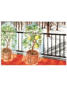 CAPPUCCIO ANTIGELO TNT PROTEZIONE PIANTE STARS H.CM 80 Miglior