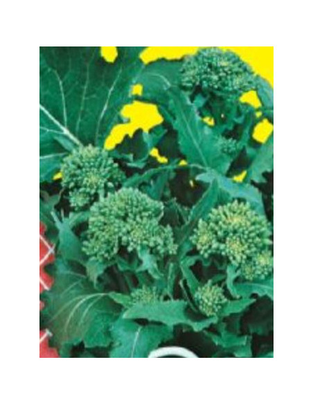 CIMA DI RAPA 120GG. GR.500 Miglior Prezzo