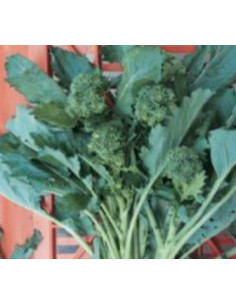 CIMA DI RAPA 50GG. GR.500 Miglior Prezzo