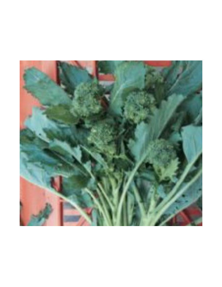 CIMA DI RAPA 50GG. KG.1 Miglior Prezzo