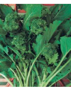 CIMA DI RAPA 60GG. GR.500 Miglior Prezzo