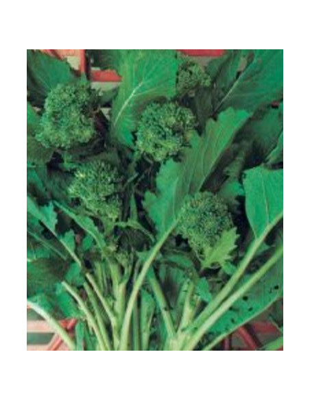 CIMA DI RAPA 60GG. GR.500 Miglior Prezzo
