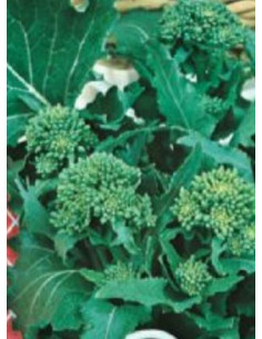 CIMA DI RAPA 90GG. GR.500 Miglior Prezzo