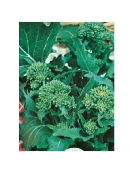 CIMA DI RAPA 90GG. KG.1 Miglior Prezzo