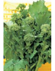 CIMA DI RAPA APRILATICO GR.500 Miglior Prezzo