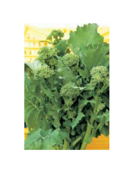 CIMA DI RAPA APRILATICO KG.1 Miglior Prezzo