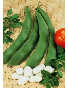 FAGIOLO DI SPAGNA CORONA RAMPICANTE GR.250 Miglior Prezzo