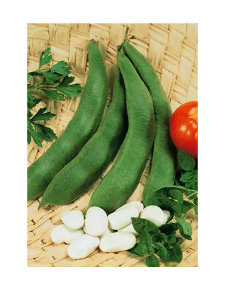 FAGIOLO DI SPAGNA CORONA RAMPICANTE GR.250 Miglior Prezzo