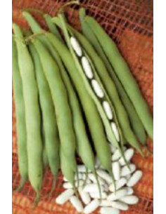 FAGIOLO NANO CANNELLINO GR.500 Miglior Prezzo