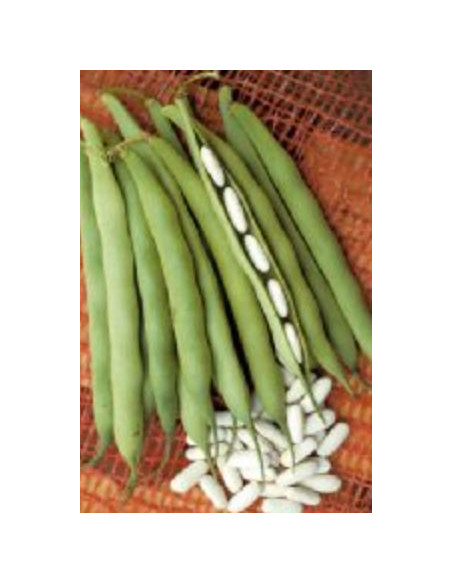 FAGIOLO NANO CANNELLINO KG.1 Miglior Prezzo