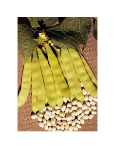 FAGIOLO NANO COCO BLANC PRECOCE GR.500 Miglior Prezzo