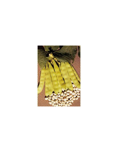 FAGIOLO NANO COCO BLANC PRECOCE GR.500 Miglior Prezzo