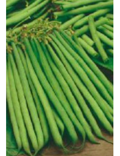 FAGIOLO NANO PARIGINO GR.500 ( ex Boston ) Miglior Prezzo