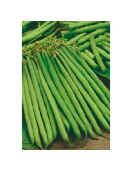 FAGIOLO NANO PARIGINO GR.500 ( ex Boston ) Miglior Prezzo