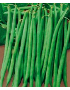 FAGIOLO NANO PREGIATO GR.250 Miglior Prezzo