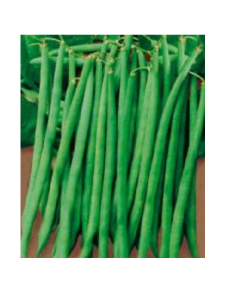 FAGIOLO NANO PREGIATO GR.500 Miglior Prezzo