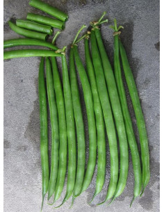 FAGIOLO NANO REALE KG.1 (TIPO MAESTRALE) Miglior Prezzo