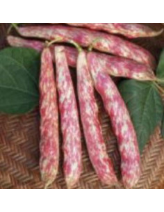 FAGIOLO RAMPICANTE BORLOTTO SEL. 