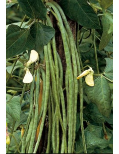 FAGIOLO RAMPICANTE METRO SEME ROSA GR.250 Miglior Prezzo