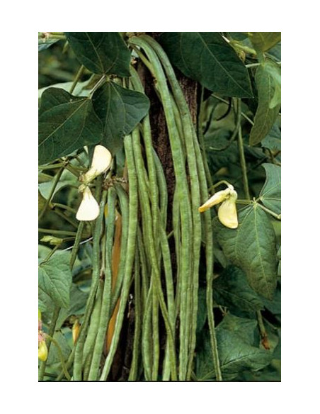 FAGIOLO RAMPICANTE METRO SEME ROSA GR.250 Miglior Prezzo