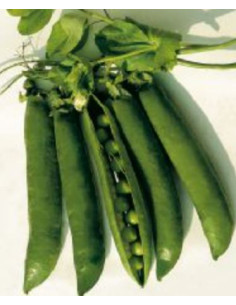 PISELLO MEZZA RAMA S.CROCE NAPOLETANO GR.500 Miglior Prezzo