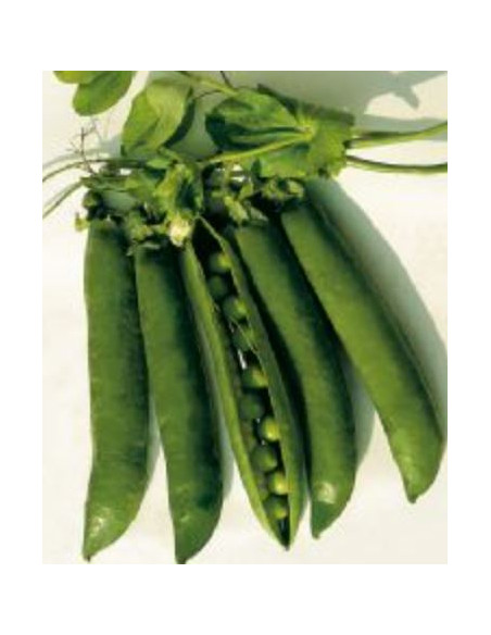 PISELLO MEZZA RAMA S.CROCE NAPOLETANO GR.500 Miglior Prezzo