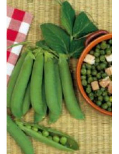 PISELLO NANO PROGRESS 9 GR.250 Miglior Prezzo