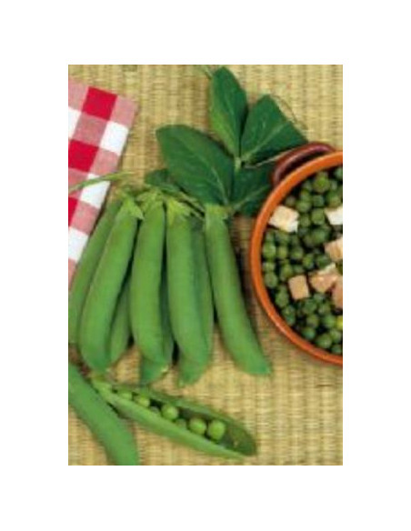 PISELLO NANO PROGRESS 9 GR.500 Miglior Prezzo