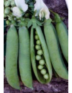 PISELLO RAMPICANTE ALDERMAN GR.250 Miglior Prezzo