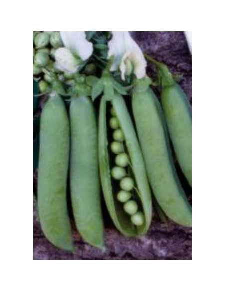 PISELLO RAMPICANTE ALDERMAN GR.250 Miglior Prezzo