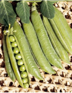 PISELLO RAMPICANTE LAVAGNA GR.500 Miglior Prezzo