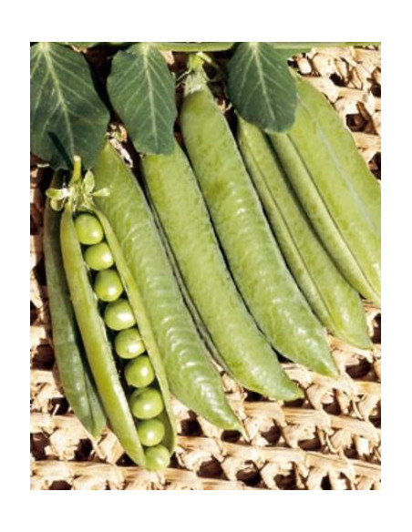 PISELLO RAMPICANTE LAVAGNA KG.1 Miglior Prezzo