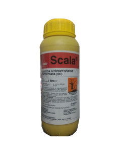 SCALA LT.1 Miglior Prezzo