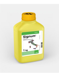 SIGNUM KG.1 Miglior Prezzo