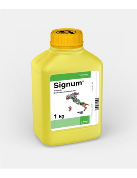 SIGNUM KG.1 Miglior Prezzo