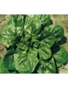 SPINACIO GIGANTE D'INVERNO GR.500 Miglior Prezzo
