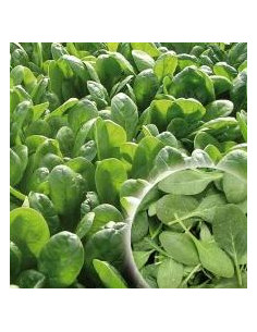 SPINACIO HYBRID POWER F1 50.000 SEMI Miglior Prezzo