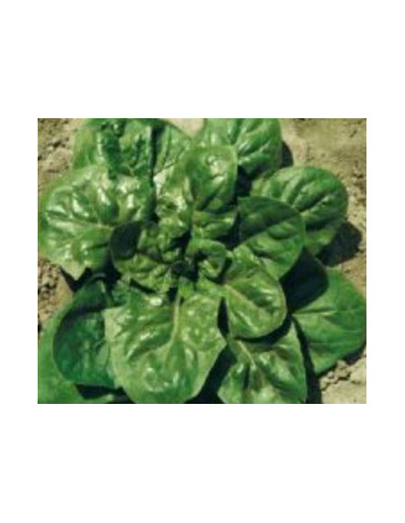 SPINACIO RE' D'ESTATE GR.500 Miglior Prezzo