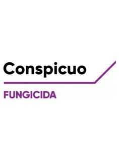 CONSPICUO KG.1 - ( SIGNUM ) Miglior Prezzo