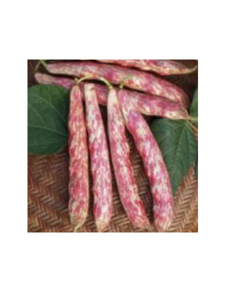 FAGIOLO NANO BORLOTTO ROSSO SEL. 