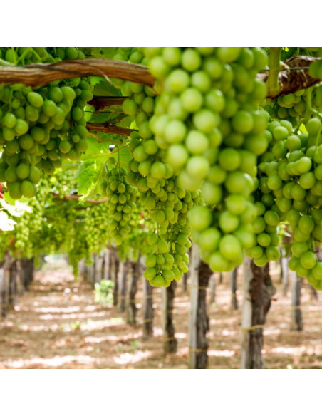 LONDIS BIO LT.1 Miglior Prezzo